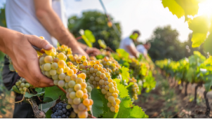 Planning For Uniform Sugar, Color, and Taste In Grapes