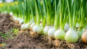 Spray schedule in Onion Plot for uniform sizing & increasing Shelf life