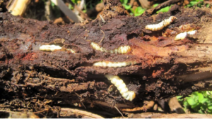 How to control Stem Borer in Vineyards?