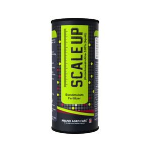 Scale Up