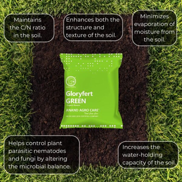 Gloryfert Green