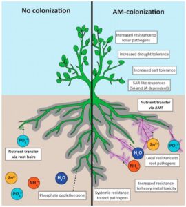 Diagram comparing plant roots with and without AM fungi, highlighting better nutrient absorption and stress resistance on the AM-colonized side.